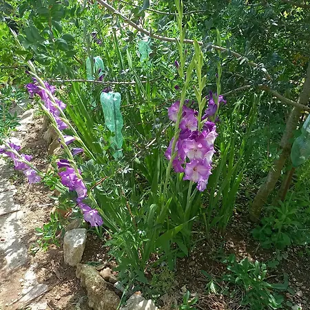 La Palma Αλγκέρο